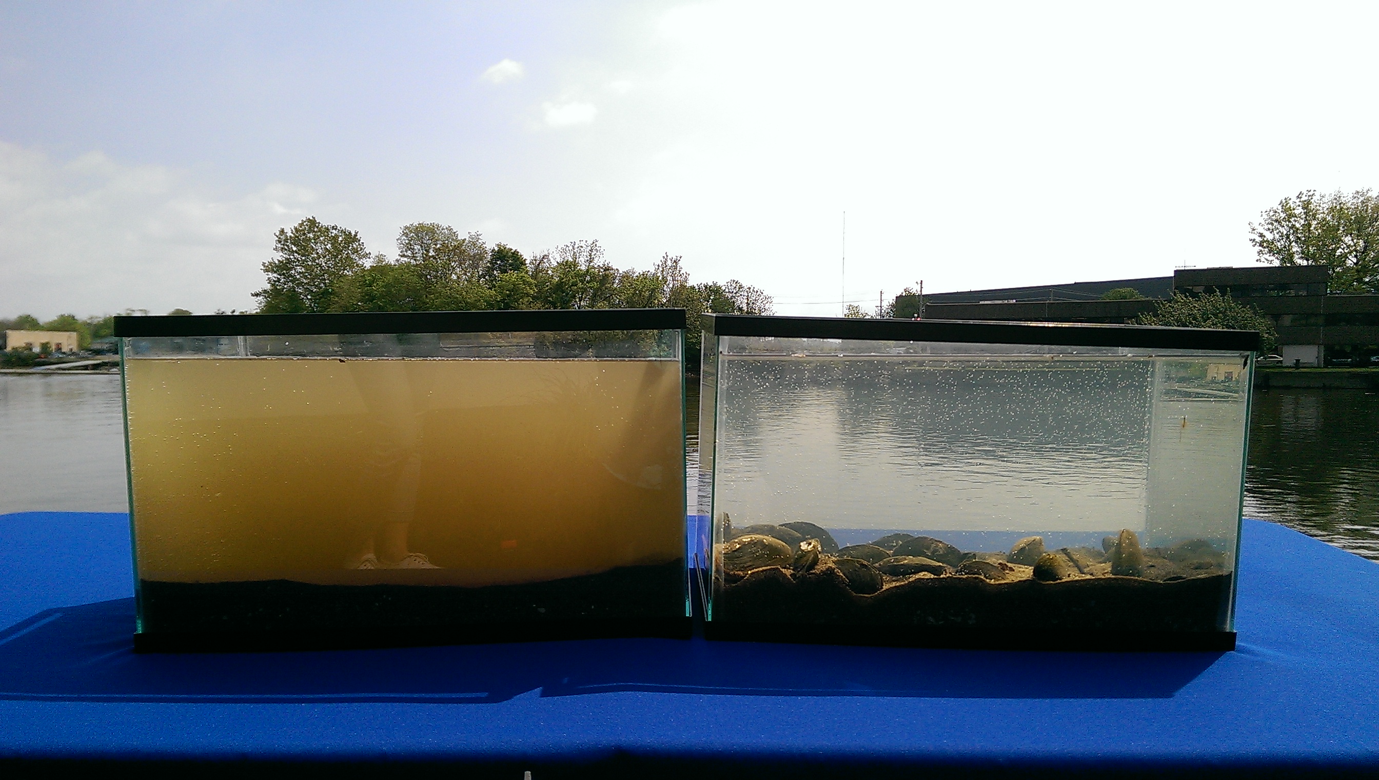 Tank of river water with no mussels (left) and tank of river water with